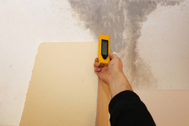 Best Residential Mold Inspection & Testing  in Minden, NV