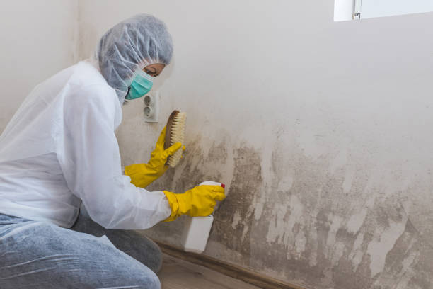 Best Comprehensive Air Testing for Mold Contaminants  in Minden, NV