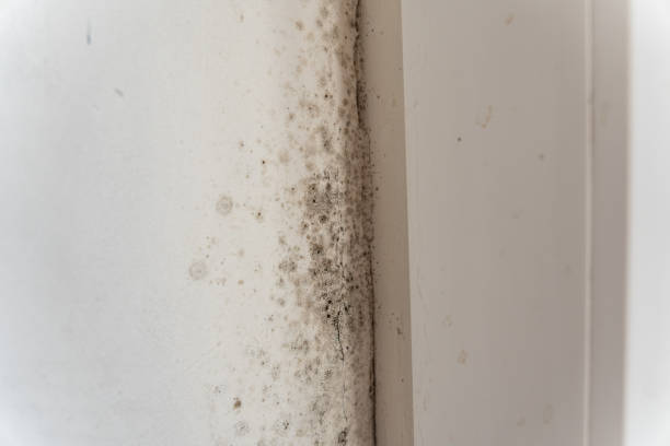 Best Mold Damage Restoration  in Minden, NV